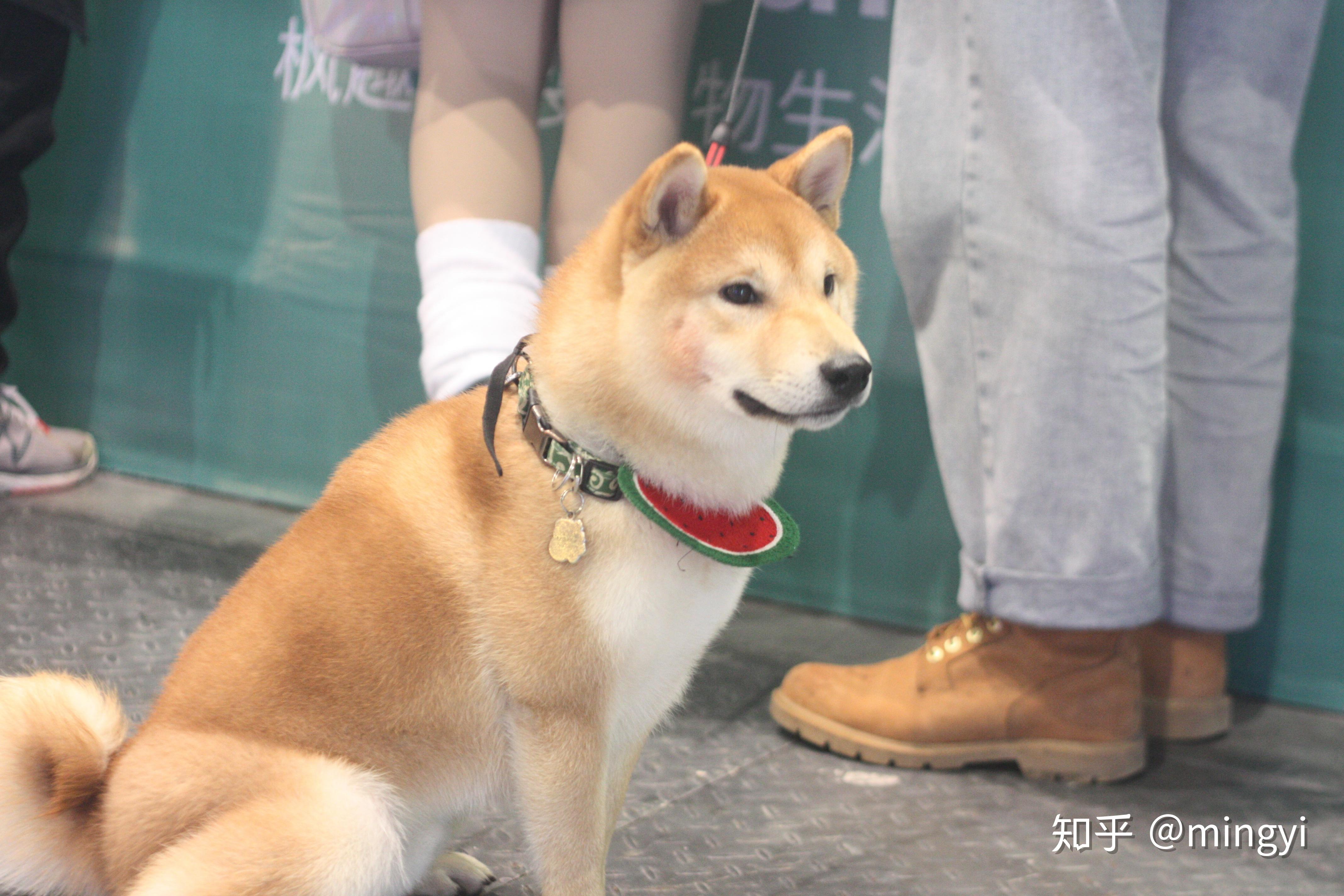 气温骤降你的狗狗会发抖吗2021cpf宠物展为您答疑解惑