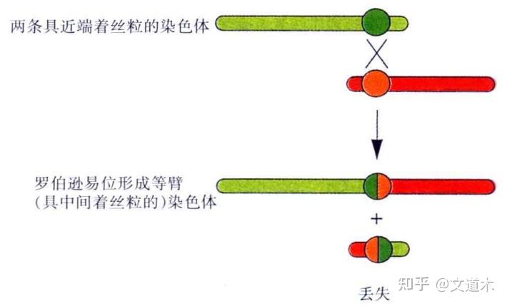 染色体结构重排——易位 - 知乎