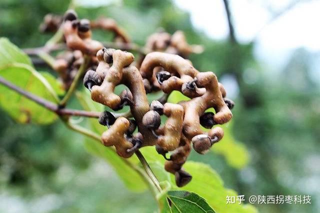 拐枣 | 这种世界上最古老的水果，你吃过吗？ - 知乎