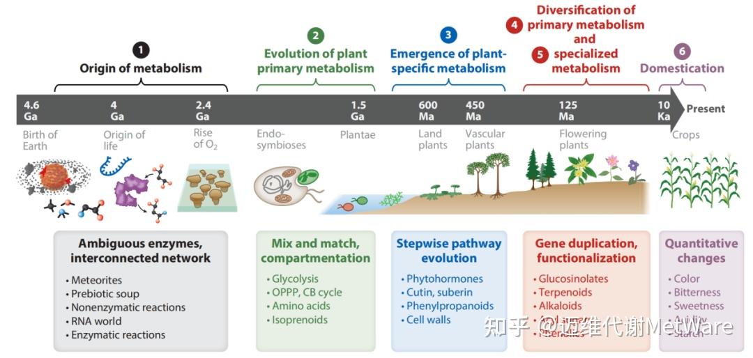植物代谢组 | 植物的代谢起源及进化 - 知乎
