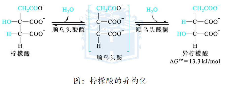 草酰乙酸结构式图片图片