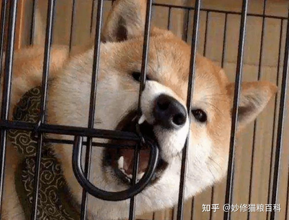 狗狗“最害怕”的5种惩罚方式,难怪别人家狗那么听话 - 知乎