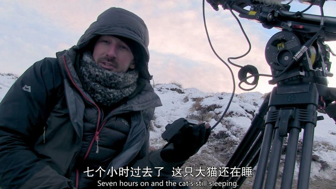 豆瓣97分bbc刷爆朋友圈的吸猫神片来了每一秒都被萌出血40种猫让你