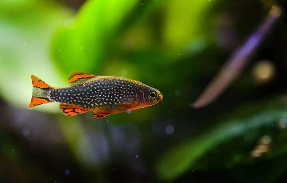 不过在饲养难度上,火翅金钻并没有什么门槛,它活泼好动,性格温顺,开口