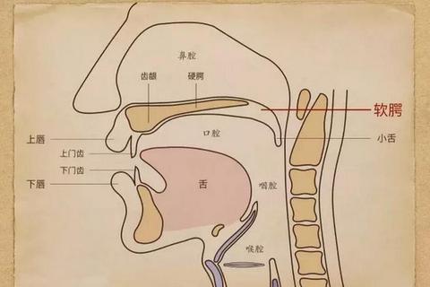 在脸上开洞之后还能正常说话吗?