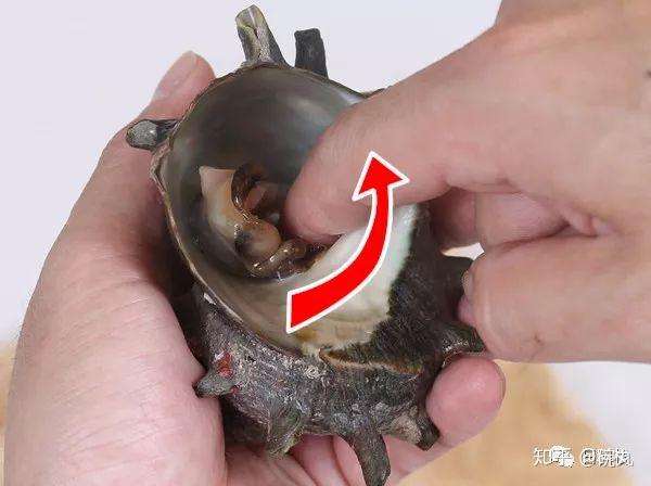 蝾螺 | 蝾螺之拳,白鱼之手