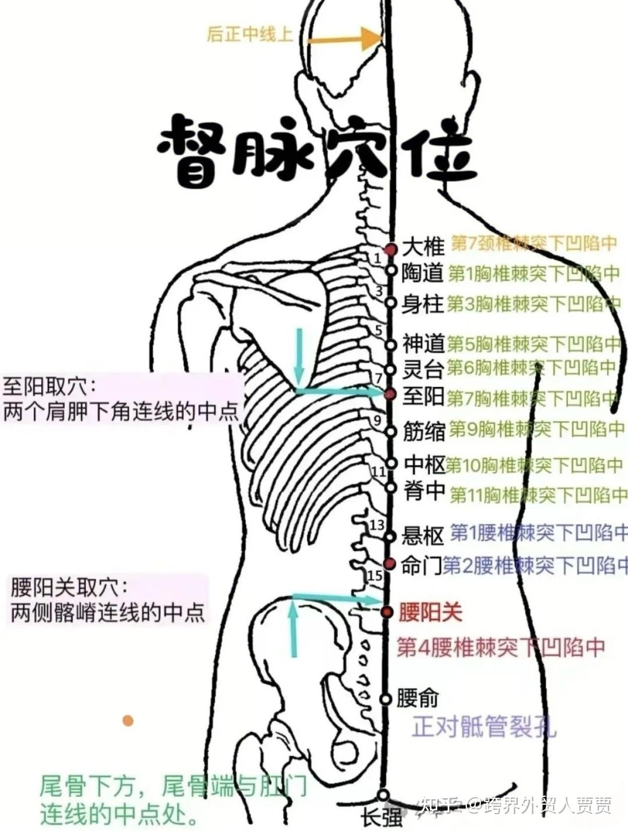 15 督脉有哪些穴位？三 - 知乎