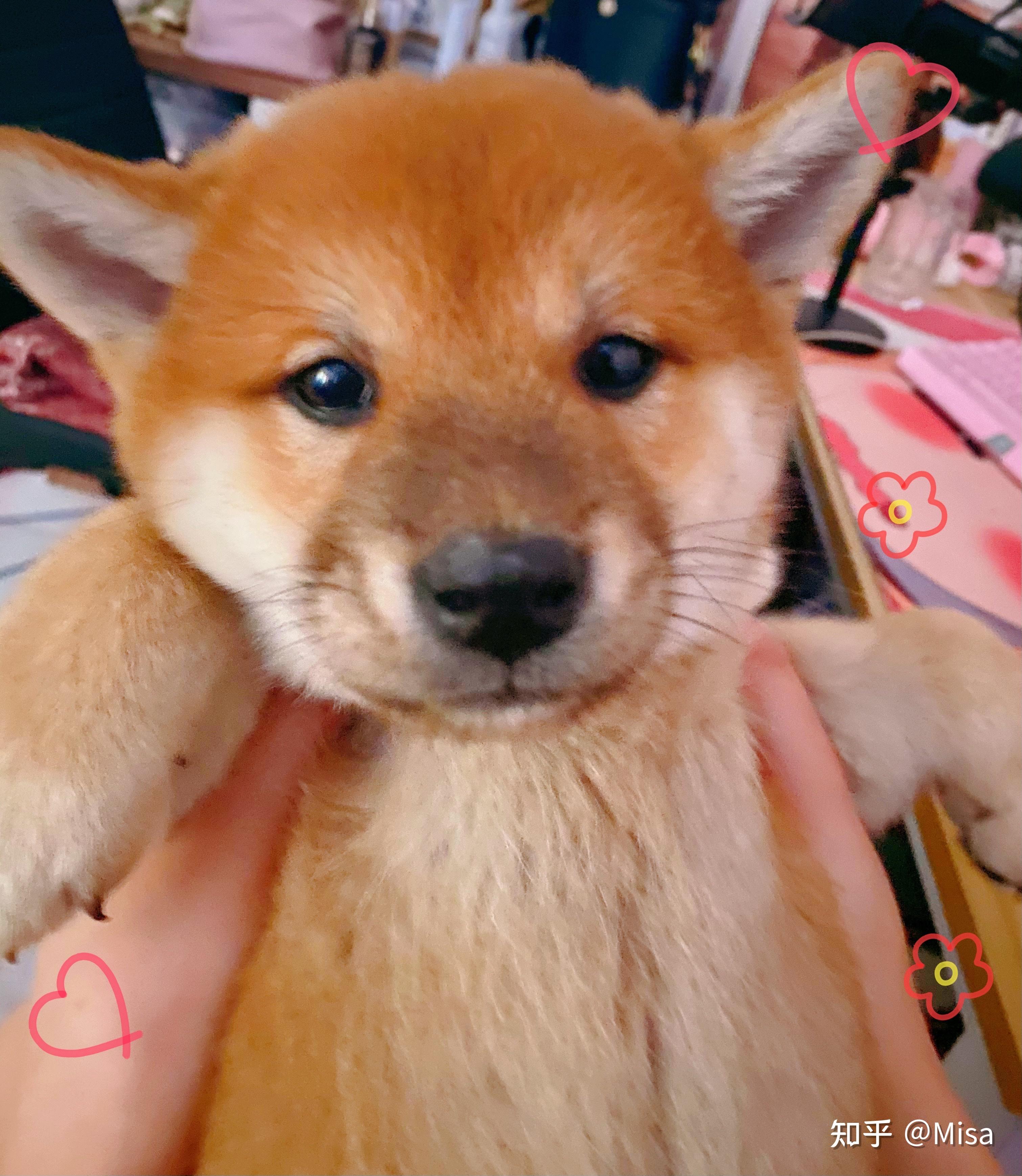 你们的小柴犬花多少钱买的?