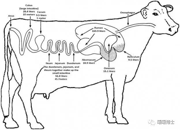 牛胃消化三维示意图图片