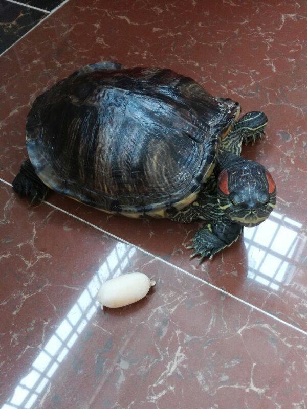 乌龟能活多久?巴西龟呢?