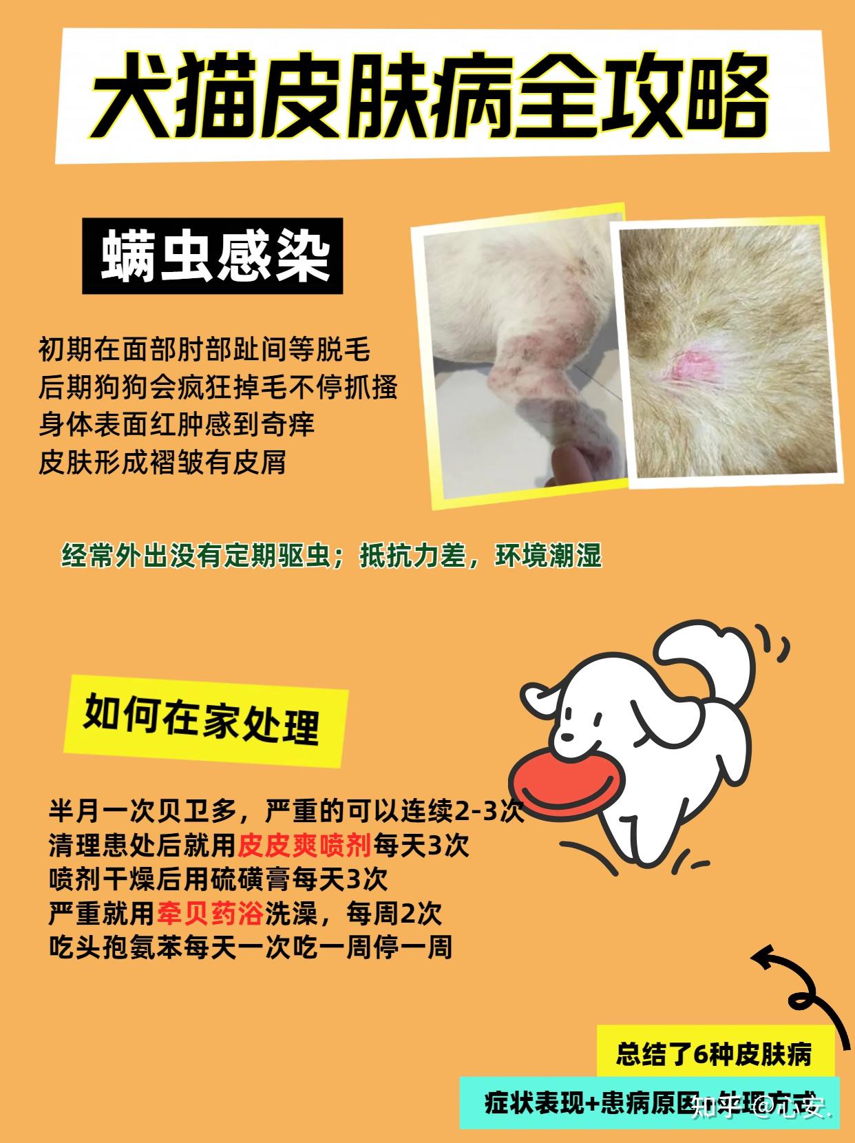 治疗犬猫皮肤性疾病——疖[ jiē ]及疖病的诊断以及治疗方案等 - 哔哩哔哩