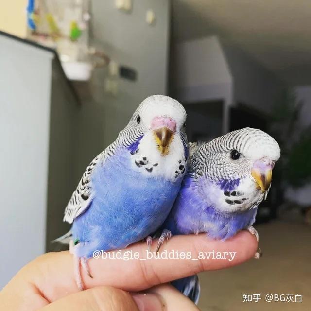 02 紫罗兰色虎皮鹦鹉历史