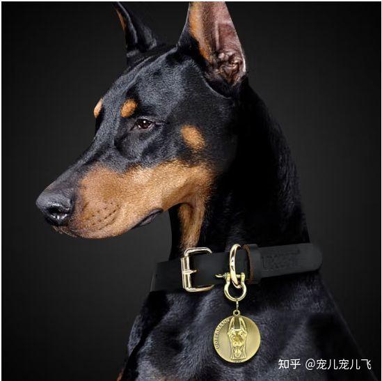 top定制狗牌推荐:定制狗牌哪种比较好? - 知乎