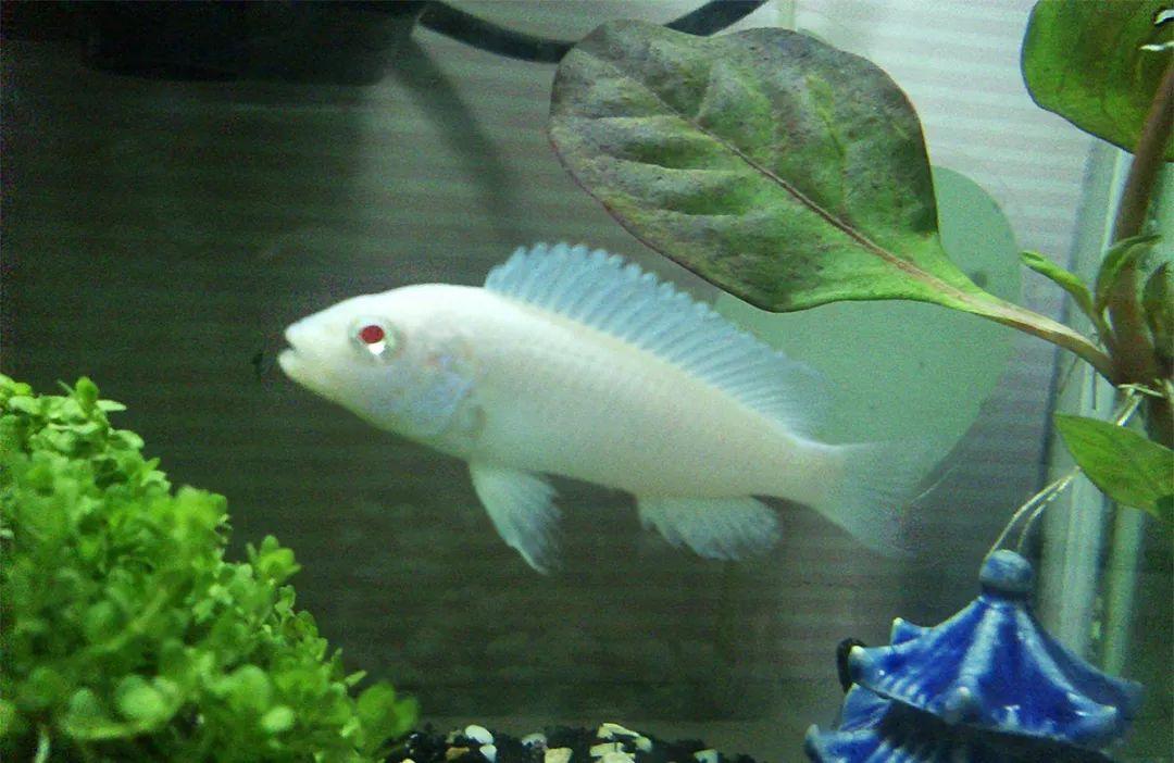 马湖雪鲷的生存方式野外不成活只要被人捧照样活