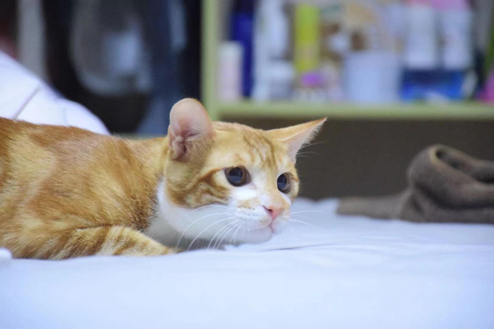 我家猫为什么叫他他从来不应只是用尾巴使劲儿敲地