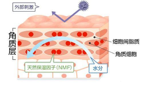 导致皮肤屏障受损的原因，如何科学修复？ - 知乎