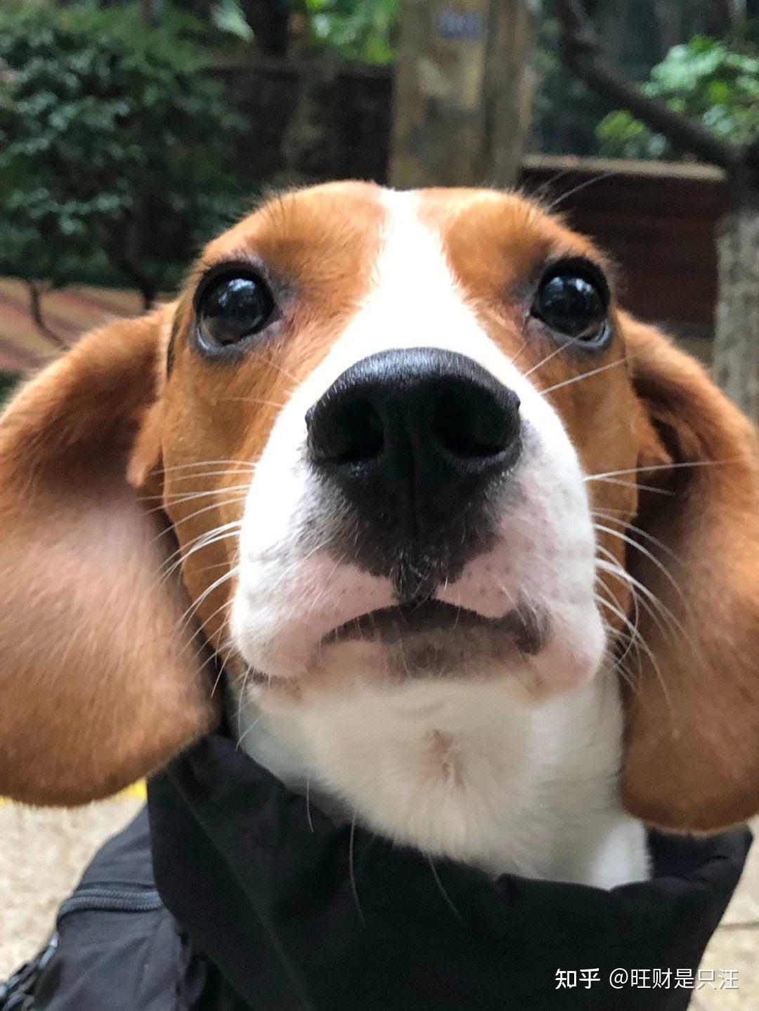 这么温顺的“比格犬”，为啥总被用作实验犬？ - 知乎