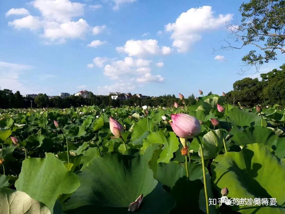 【侍读】荷塘月色里,这一片天地好像是我的 - 知乎
