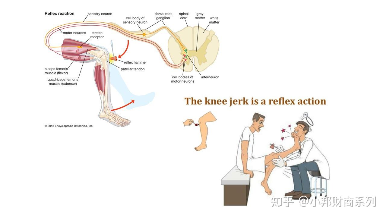 如何避免证券投资里的膝跳反射