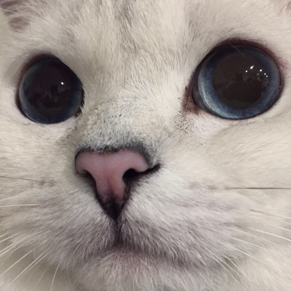 如何拍出圆瞳孔的猫咪 - 知乎