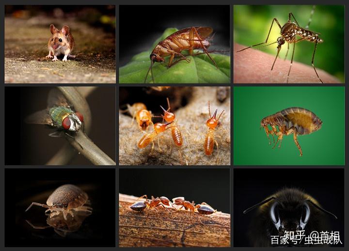 卫生害虫及其防治