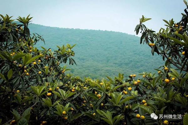 有一种“苏州”叫吴县,有一群人叫吴县人