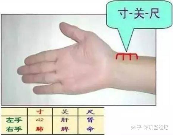 传统脉诊 - 知乎