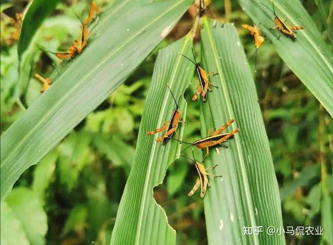 黑云压顶4千亿蝗虫肆虐多国6万公顷牧场啃食殆尽怎么防备