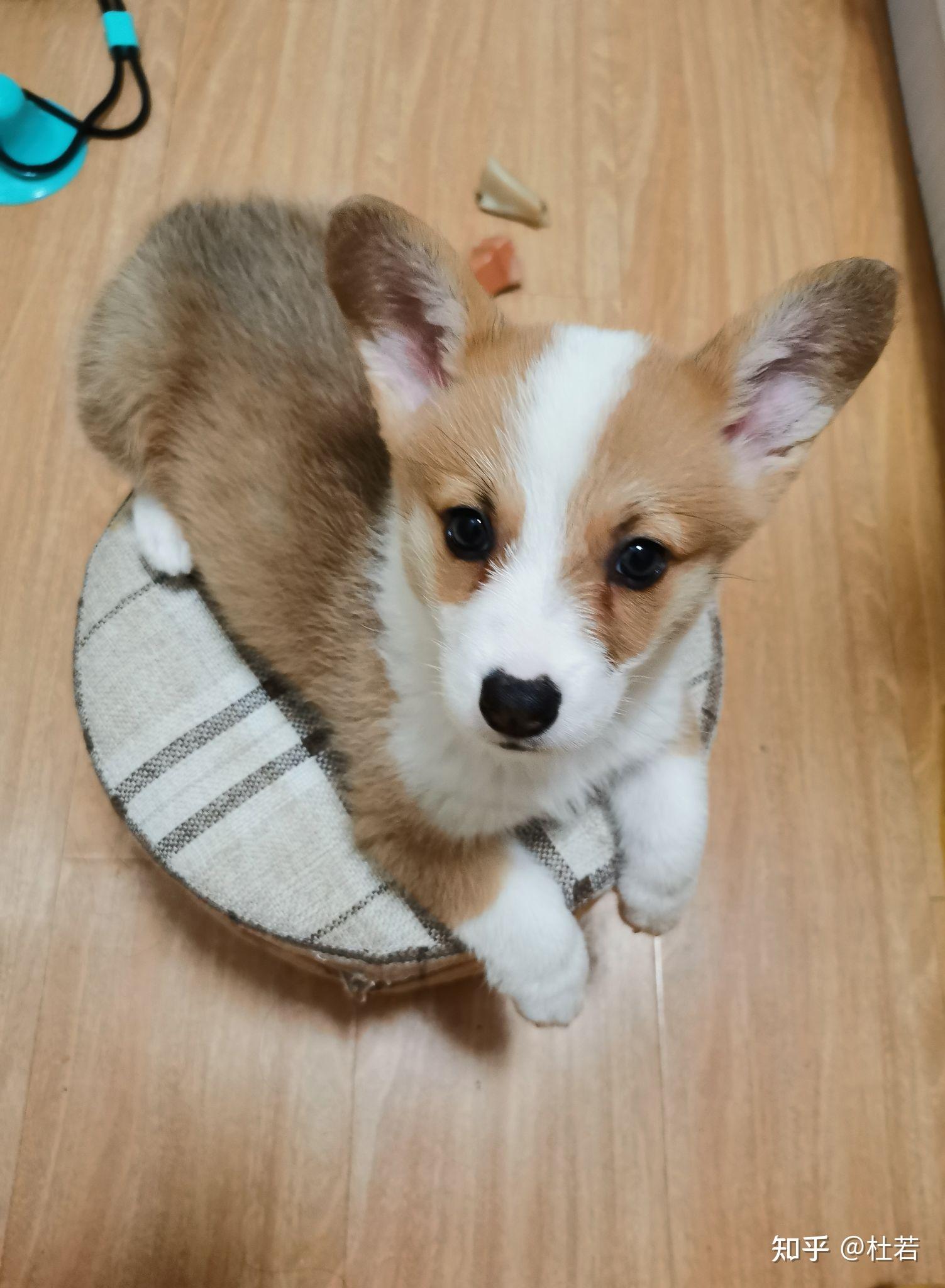 可以看看你家柯基小时候的照片吗