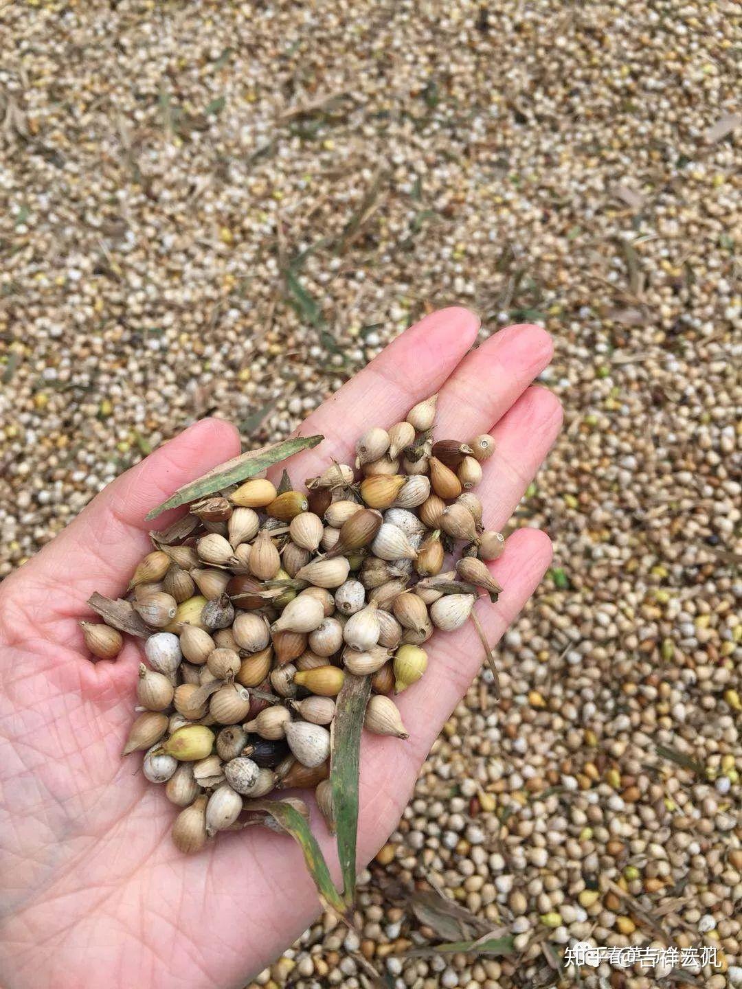 丰收季之贵州篇:贵州兴仁本地小白壳小粒薏仁米上市啦 - 知乎