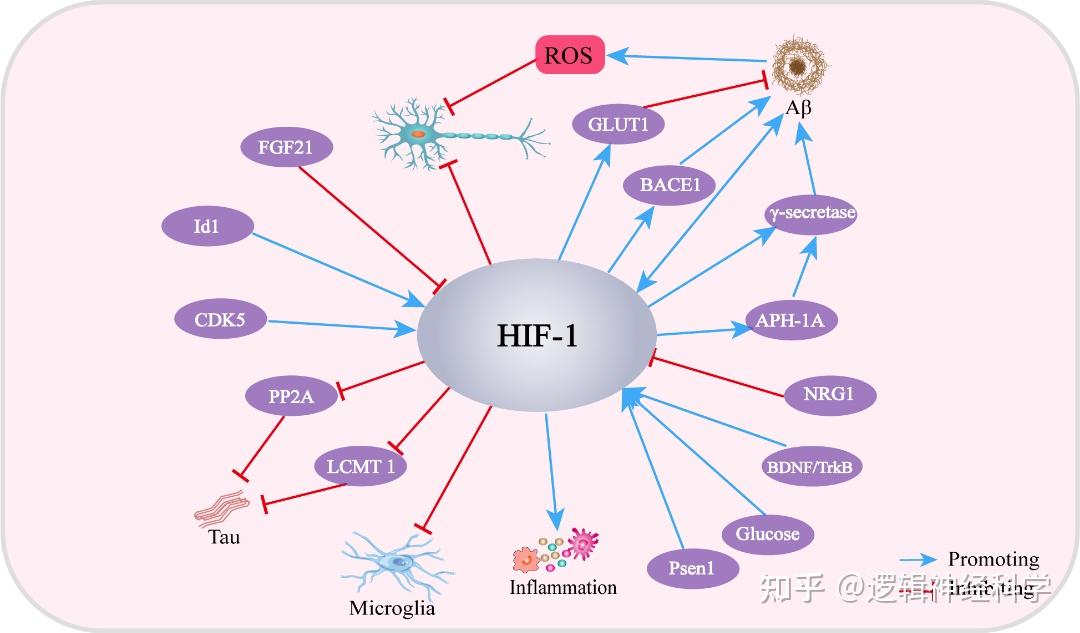 Redox Biol 综述︱电子科技大学附属四川省人民医院乐卫东团队评述氧代谢异常与阿尔茨海默病的最新研究进展 - 知乎