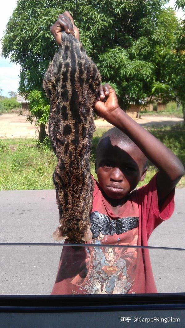 的,非洲山猫,可不是国内那些姑娘养的喵咪,这个喵是典型的猥琐版豹子