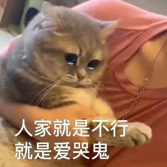 超级可爱的猫咪表情包 萌萌哒 400 张 知乎