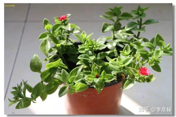 绝好的阳台植物 花蔓草食用 Urpimp网