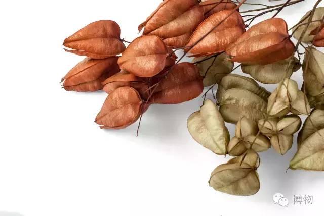 你吃的木兰芽难道是花木兰发的芽