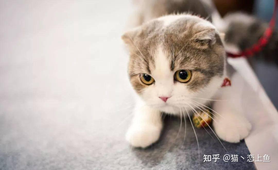 减轻折耳猫病痛的方法