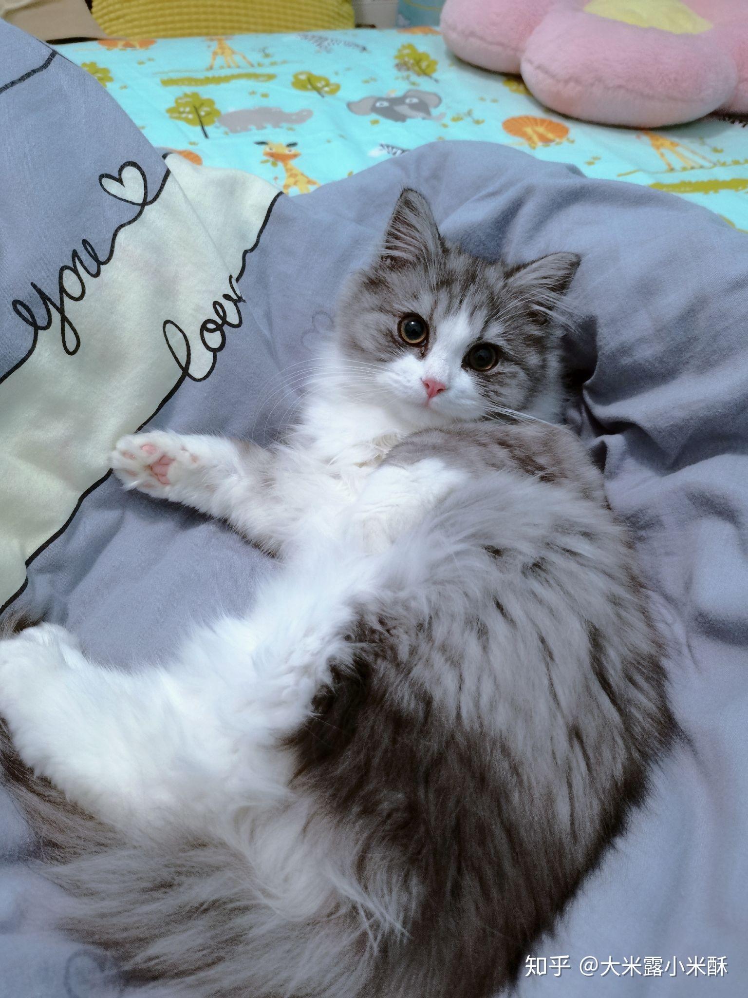 大伙有养英短串布偶的图嘛