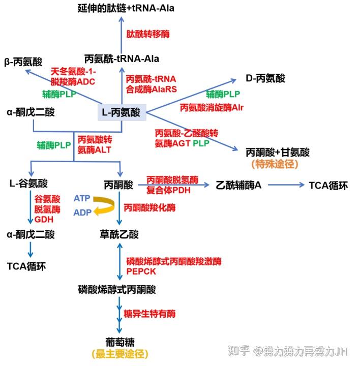 丙氨酸的代谢过程 - 知乎
