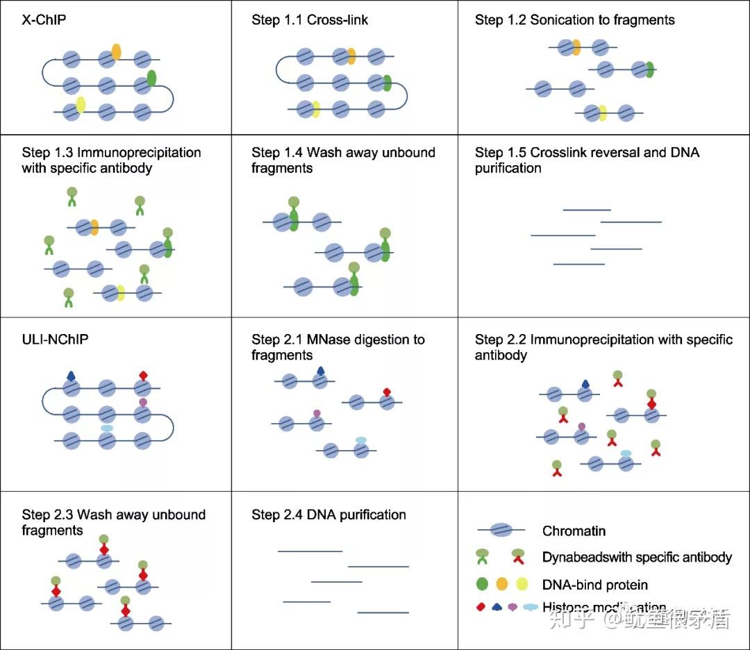 专家详解Protocol: 植物 ChIP 技术实验方法, 值得收藏！ - 知乎