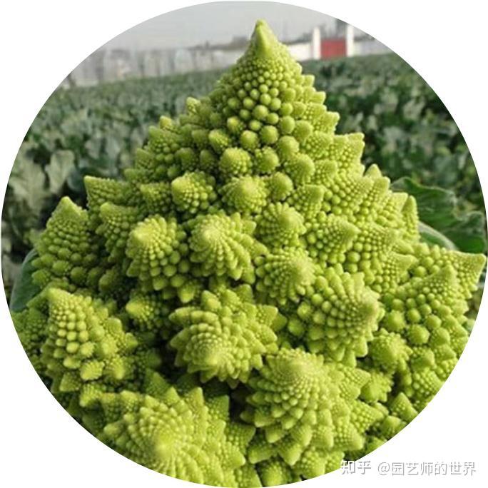 第1篇:可食用景观植物产品图鉴(2022秋冬季) - 知乎