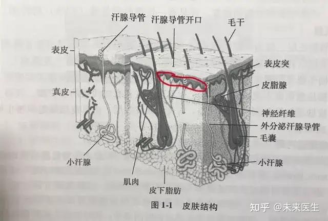 图片来源于网络(红色标注的地方为真皮乳头层)再来说说这角质层,相信