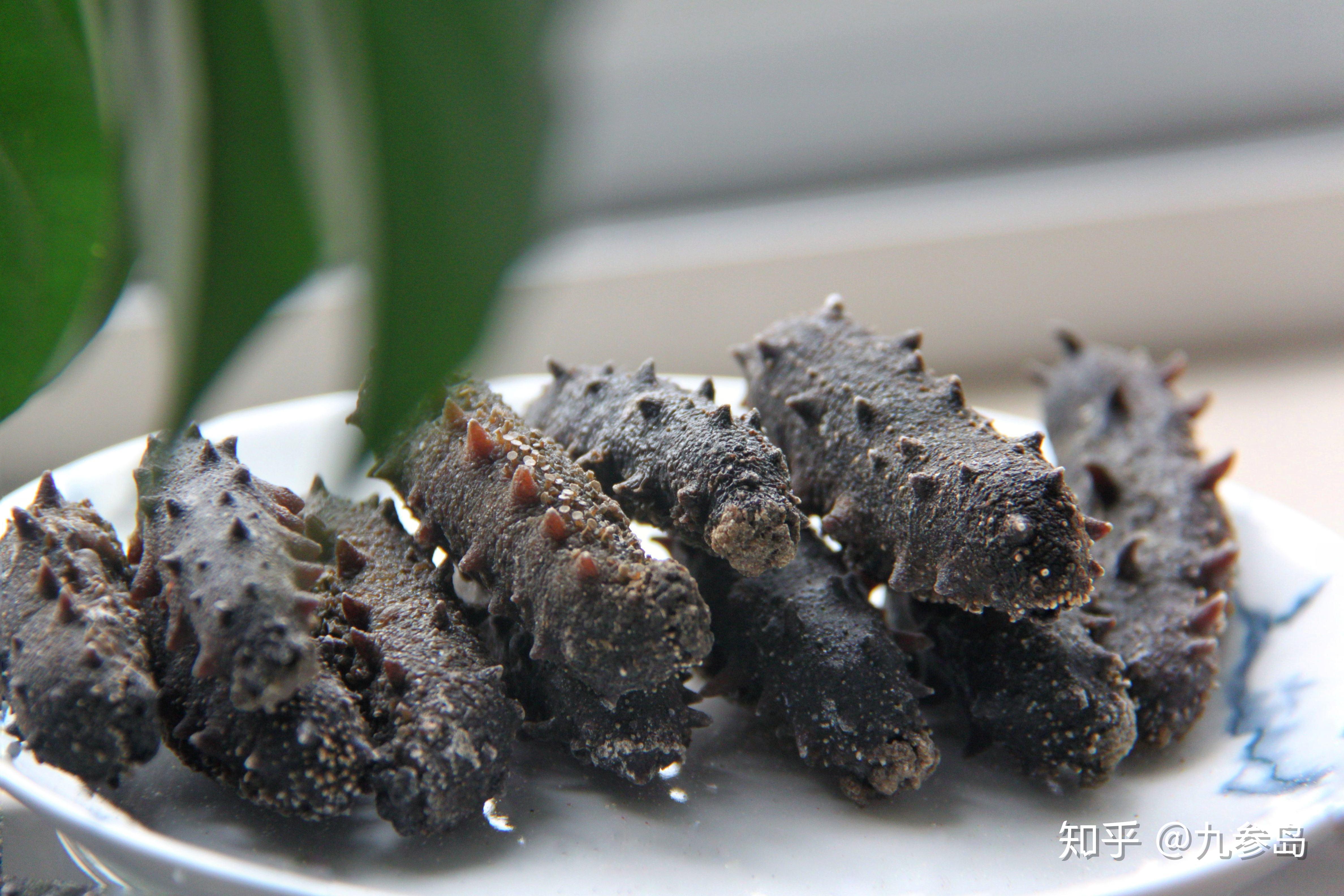 行业内幕野生刺参那些不为人知的秘密绝对让你惊掉下巴