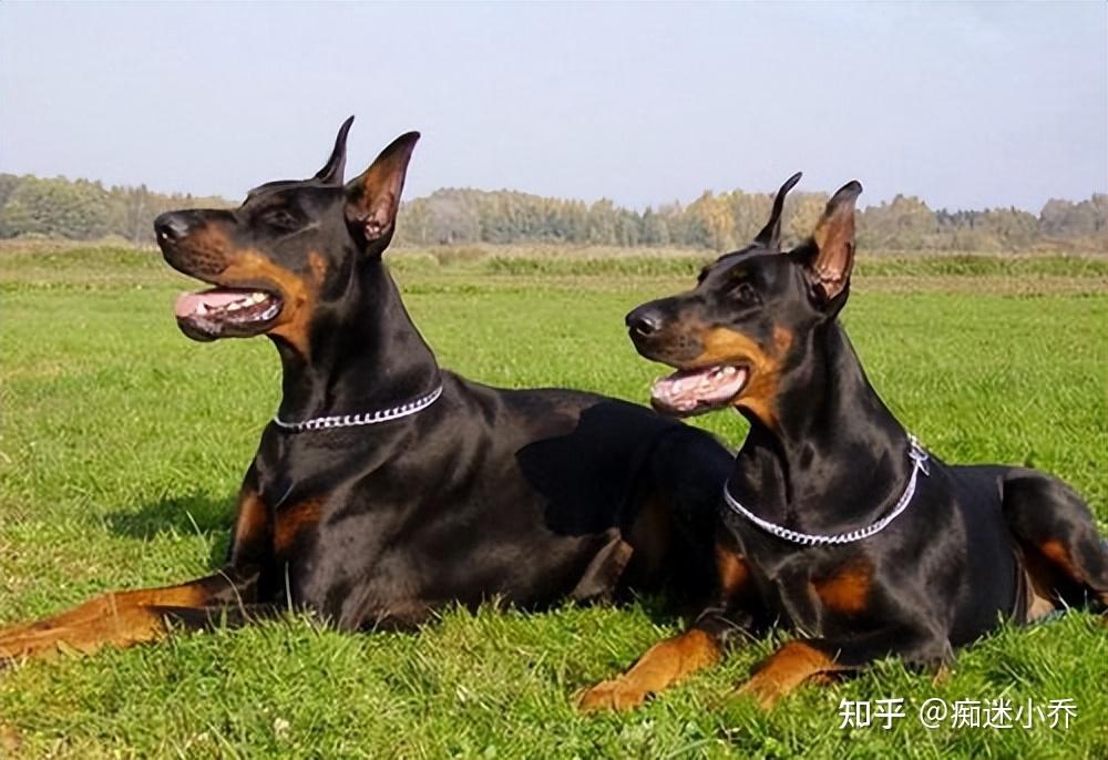 “杜宾犬”为何有这么多人喜欢？网友：养了就不想换了 - 知乎