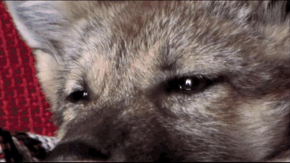 感动千万网友的故事再刷屏:她养大一匹狼,送它重返狼群_https://www.izongheng.net_快讯_第21张