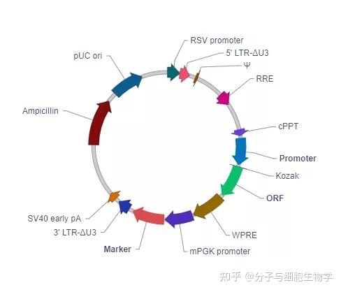 构建慢病毒表达载体需要注意些什么 - 知乎