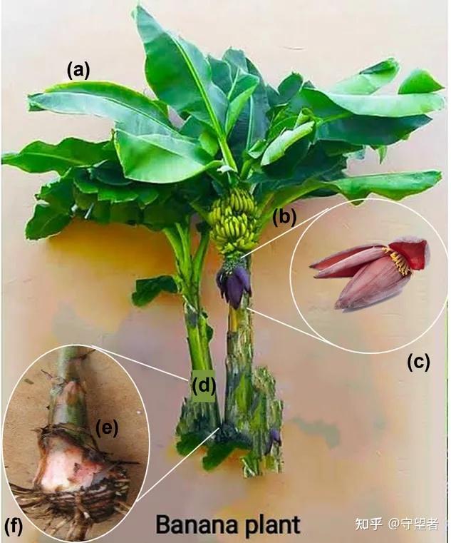 journal of food science封面综述:香蕉树作为有价值抗微生物化合物