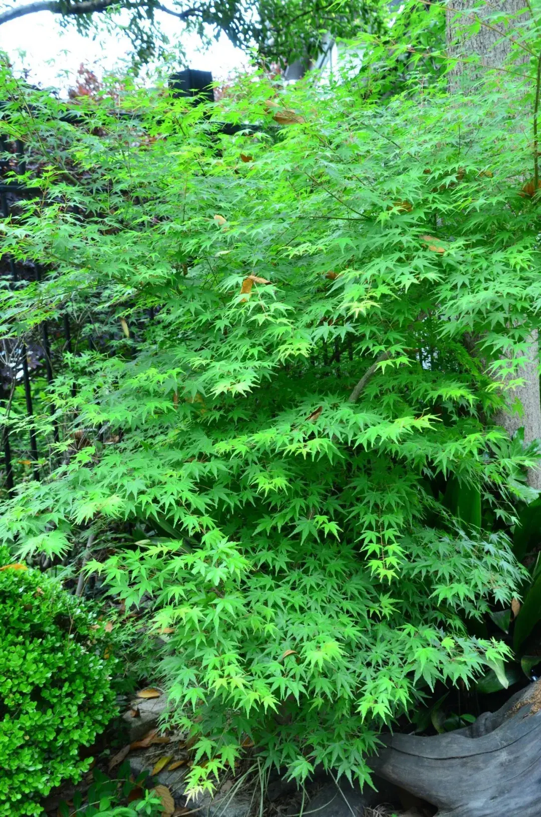 傻傻分不清,枫树与槭树(一) - 知乎