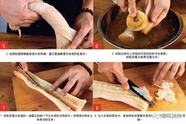 蚌中之王加拿大象拔蚌你真的了解吗