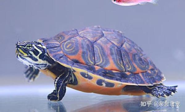 乌龟“发色”话题的标杆,浅谈火焰龟及其饲养! - 知乎