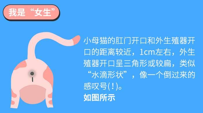 小公猫母猫怎么区分图片